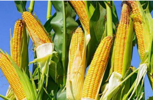 1542848453548250.jpg 122.jpg