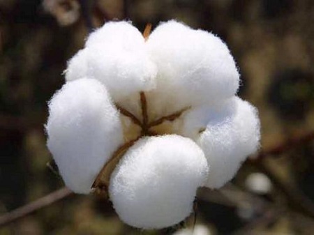 棉花期货分析