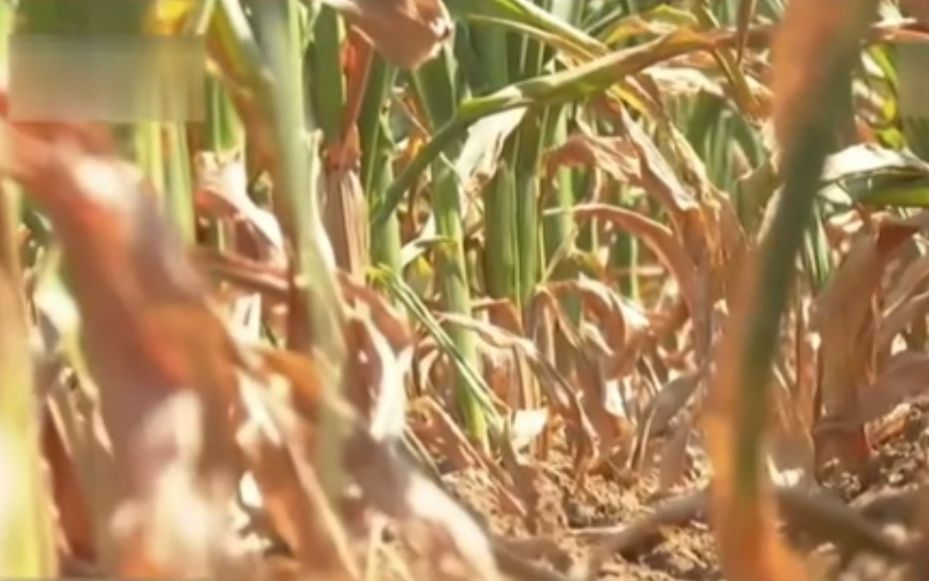 干枯的玉米地。视频截图