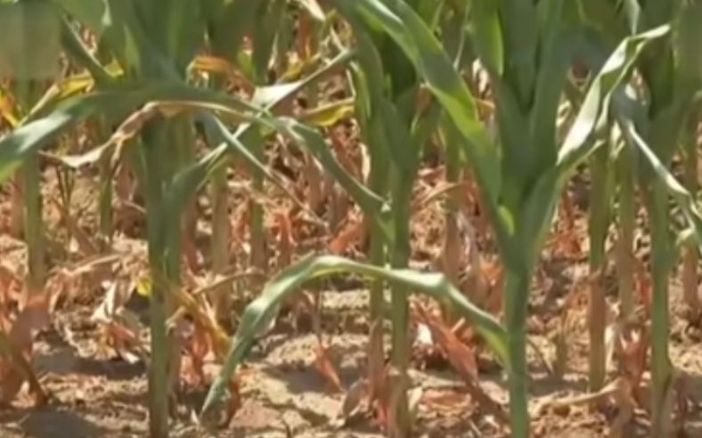 等待下雨的玉米地。视频截图